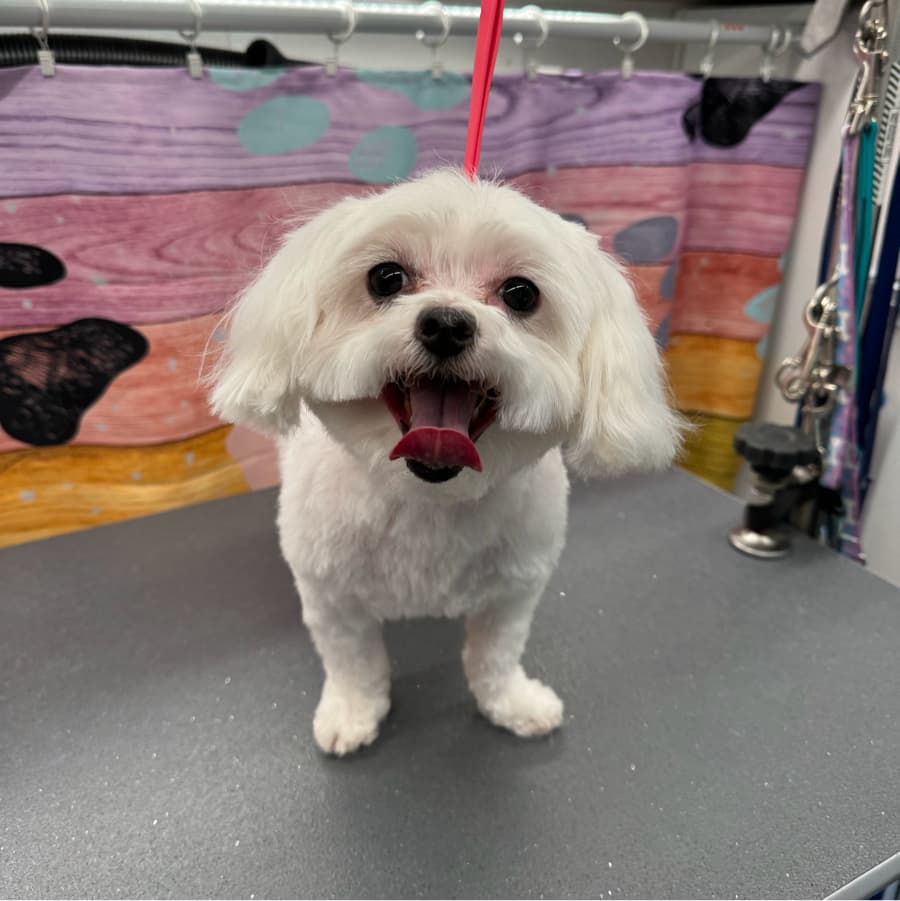 Lucy review photo for Lotus Pet Spa