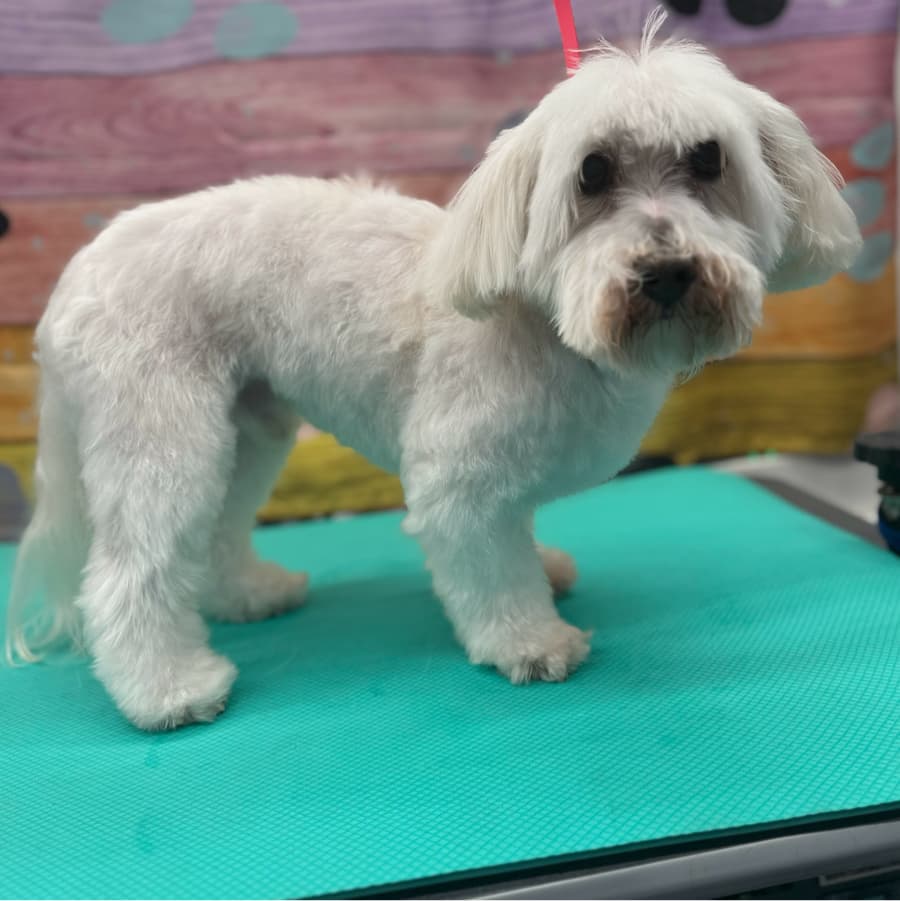 Freshly groomed white dog inside the Lotus Pet Spa mobile grooming van