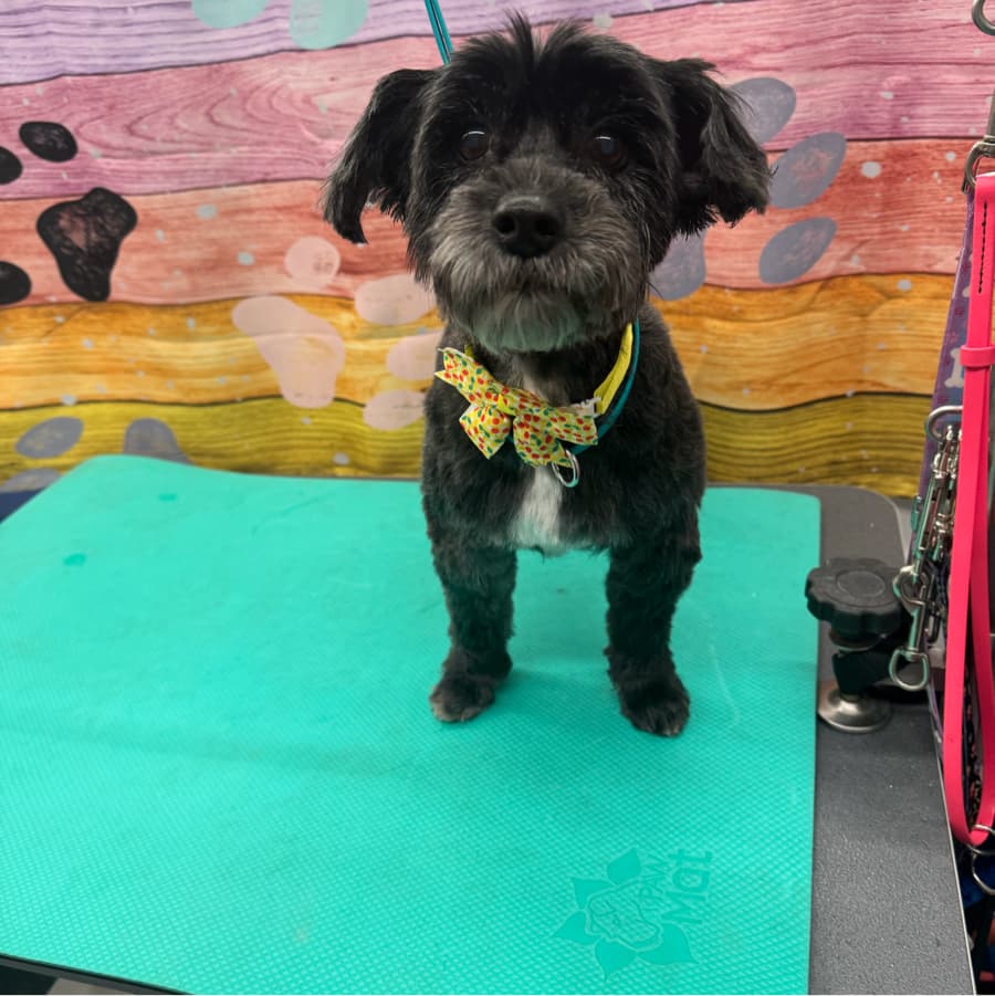 Linda review photo for Lotus Pet Spa