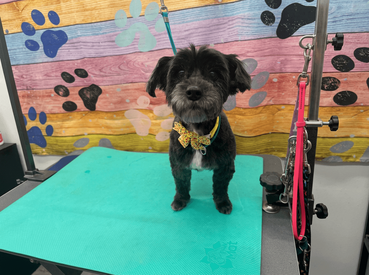 Candy review photo for Lotus Pet Spa
