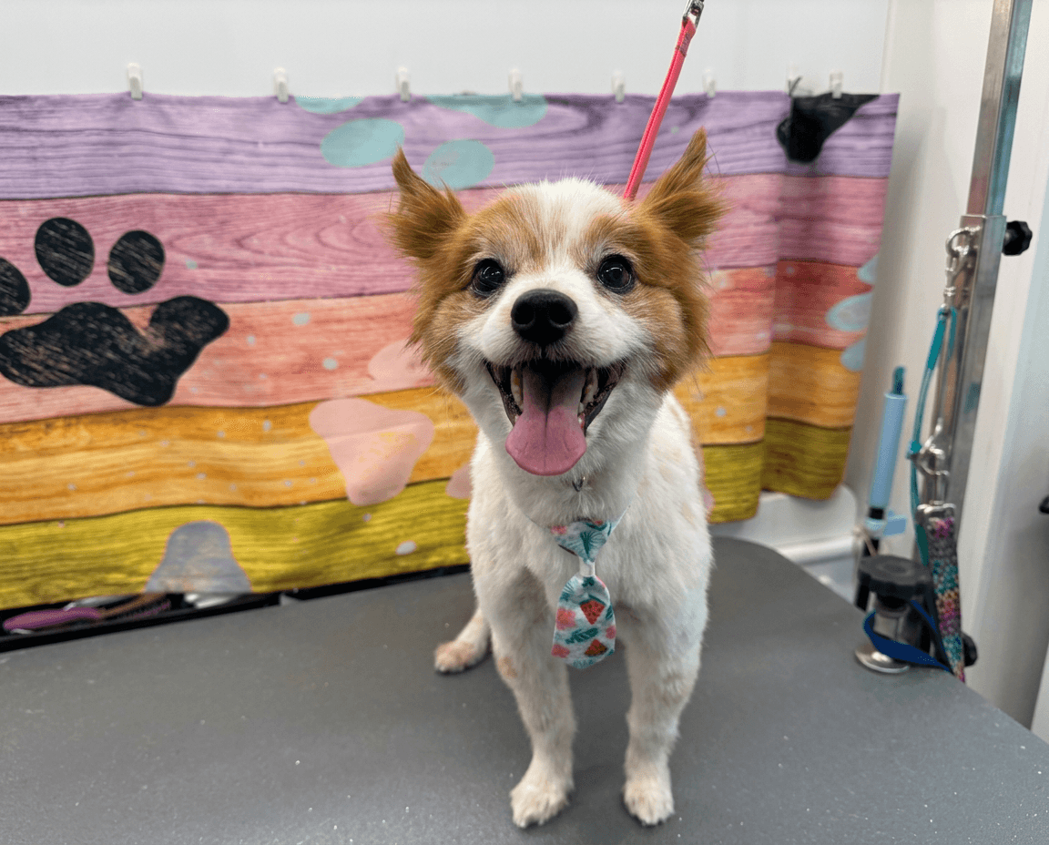 Charlie review photo for Lotus Pet Spa